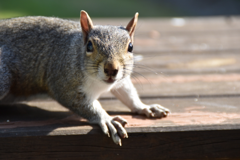 Squirrel
Keywords: Reading Berkshire Nikon Animal Squirrel