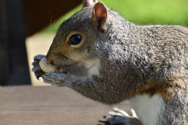 Squirrel
Keywords: Reading Berkshire Nikon Animal Squirrel