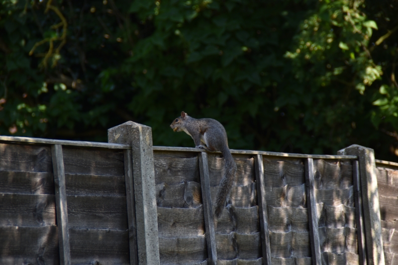 Squirrel
Keywords: Reading Berkshire Nikon Animal Squirrel