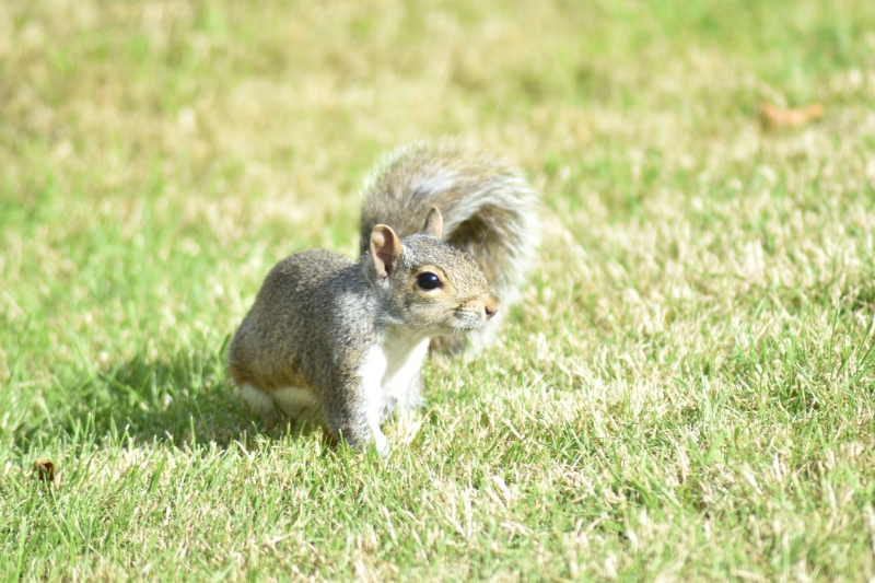 Squirrel
Keywords: Reading Berkshire Nikon Animal Squirrel