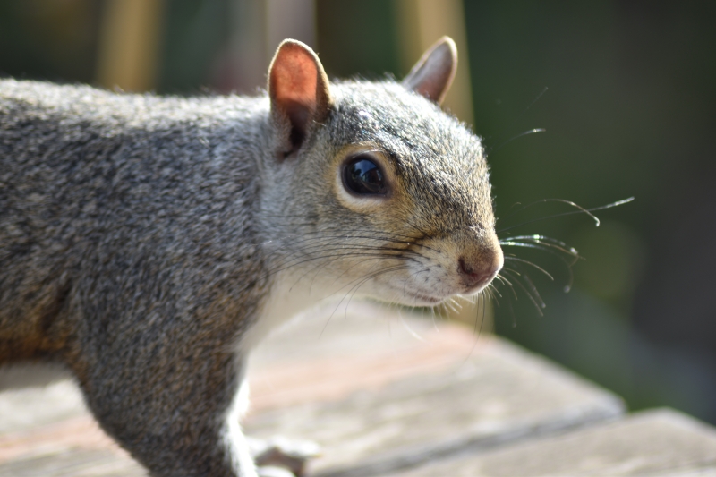 Squirrel
Keywords: Reading Berkshire Nikon Animal Squirrel