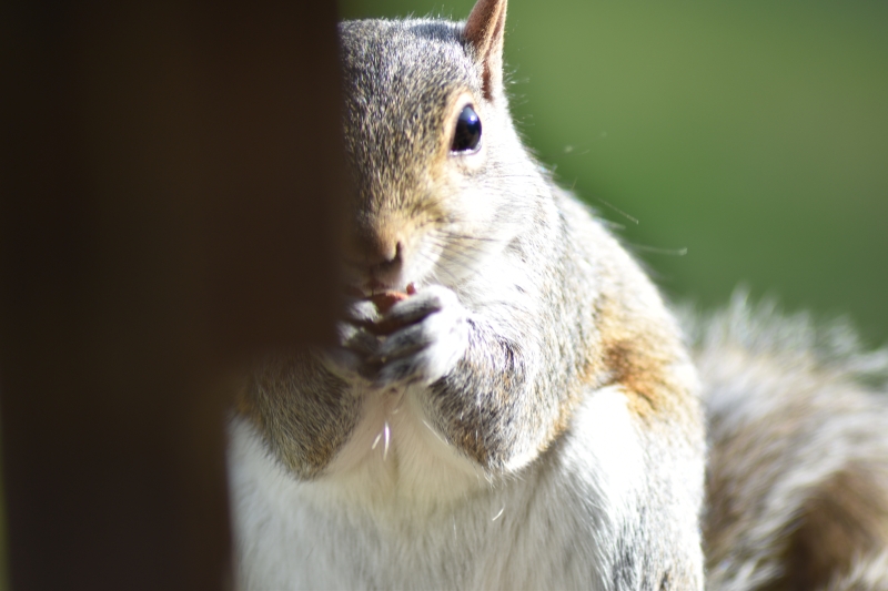 Squirrel
Keywords: Reading Berkshire Nikon Animal Squirrel