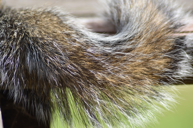 Squirrel
Keywords: Reading Berkshire Nikon Animal Squirrel