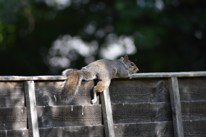 Squirrel
Keywords: Reading Berkshire Nikon Animal Squirrel