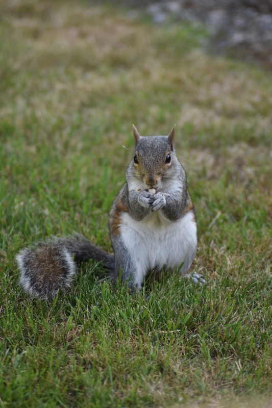 Squirrel
Keywords: Reading Berkshire Nikon Animal Squirrel