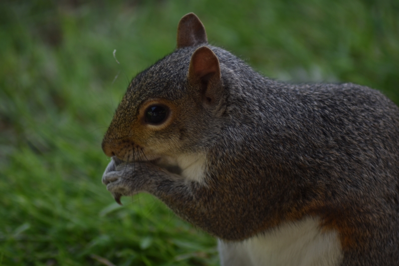 Squirrel
Keywords: Reading Berkshire Nikon Animal Squirrel