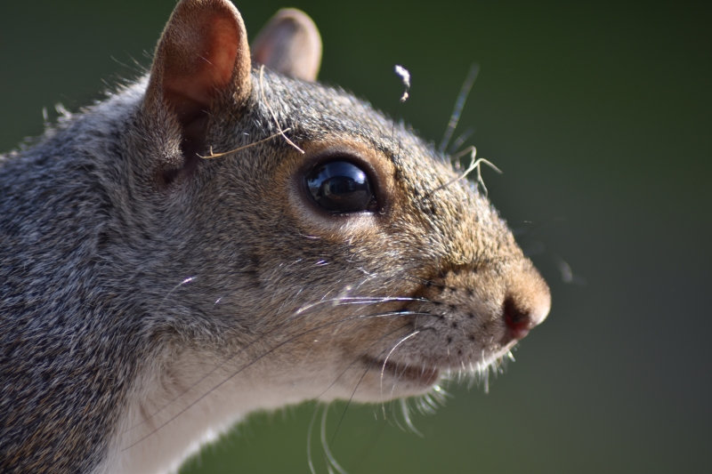 Squirrel
Keywords: Reading Berkshire Nikon Animal Squirrel