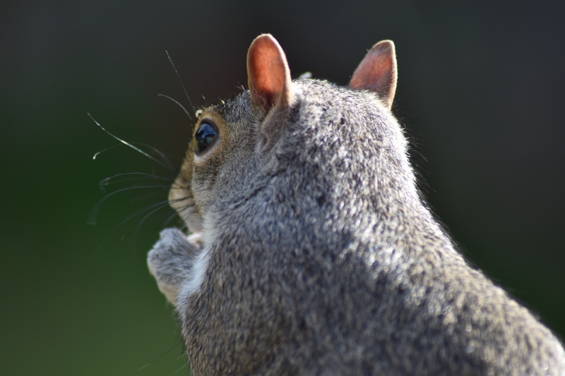 Squirrel
Keywords: Reading Berkshire Nikon Animal Squirrel