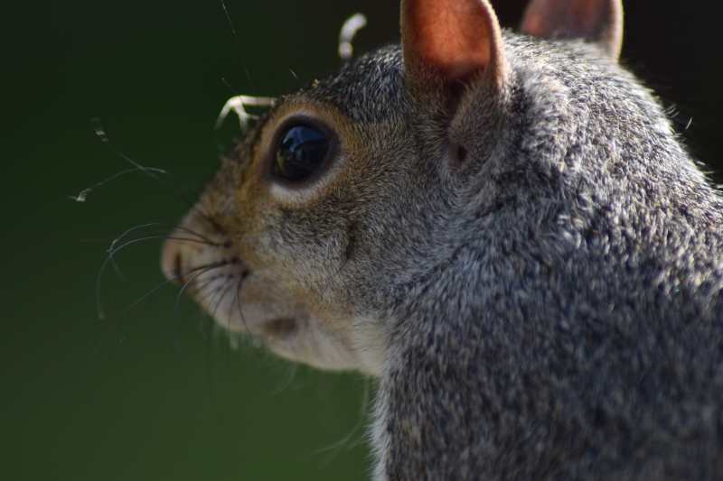 Squirrel
Keywords: Reading Berkshire Nikon Animal Squirrel