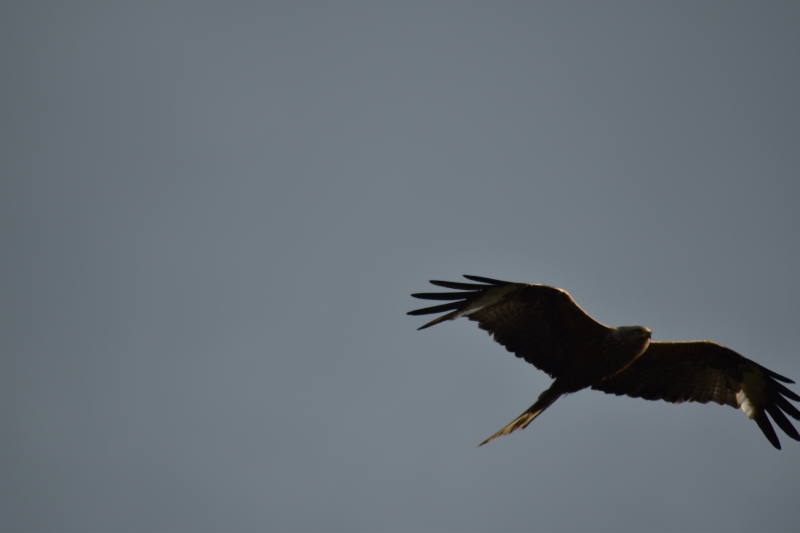 Red Kite
Keywords: Reading Berkshire Nikon Bird Red Kite Animal