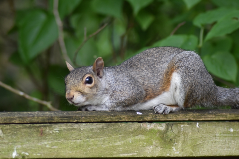 Squirrel
Keywords: Reading Berkshire Nikon Animal Squirrel