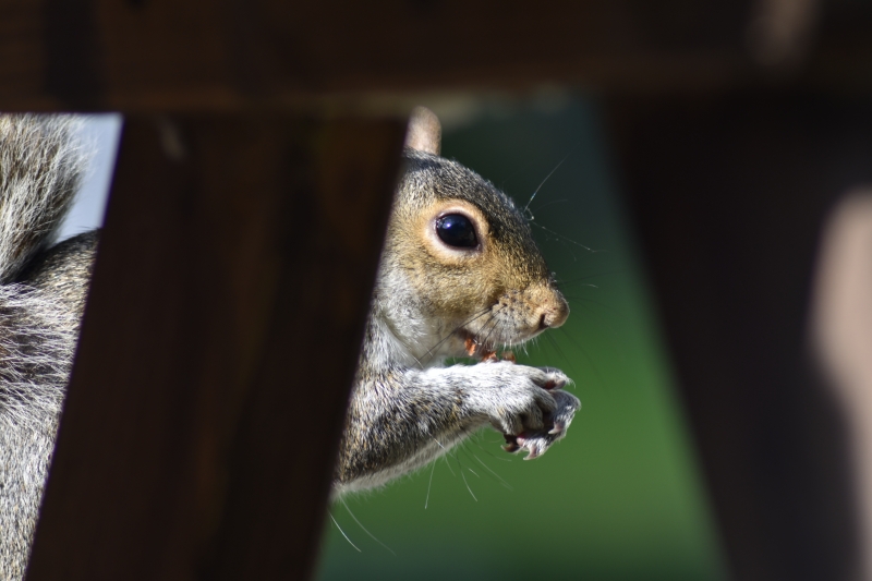 Squirrel
Keywords: Reading Berkshire Nikon Animal Squirrel