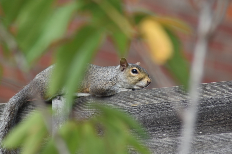 Squirrel
Keywords: Reading Berkshire Nikon Animal Squirrel