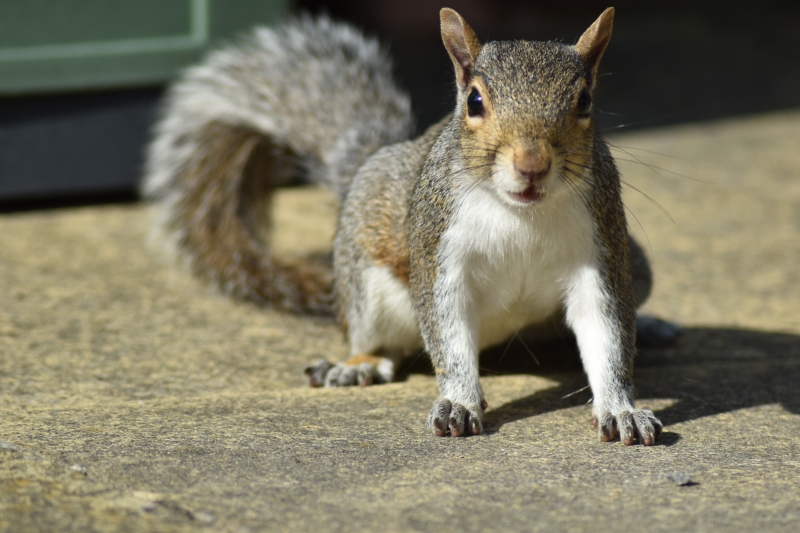 Squirrel
Keywords: Reading Berkshire Nikon Animal Squirrel