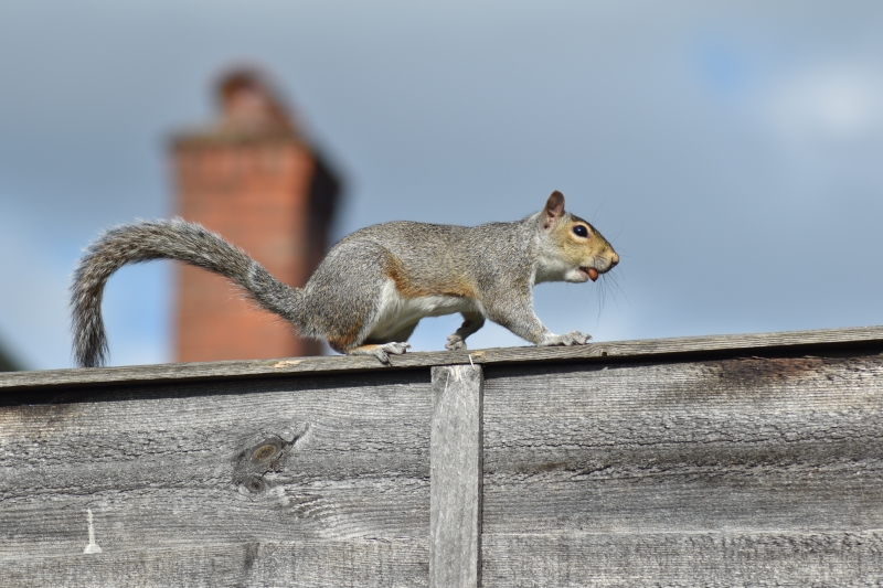 Squirrel
Just a squirrel going for a stroll with a snack
Keywords: Reading Berkshire Nikon Animal Squirrel