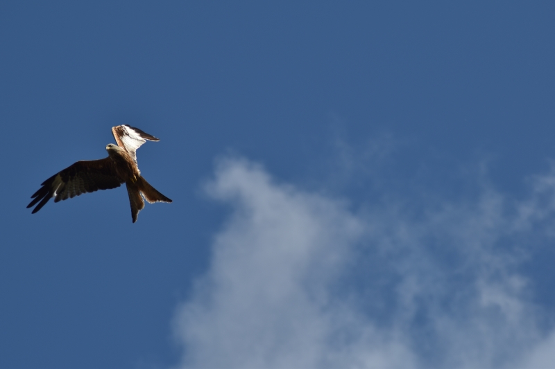 Red Kite
Keywords: Reading Berkshire Nikon Bird Red Kite Animal