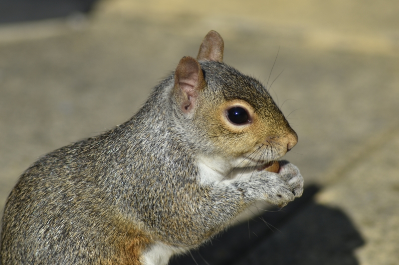Squirrel
Keywords: Reading Berkshire Nikon Animal Squirrel