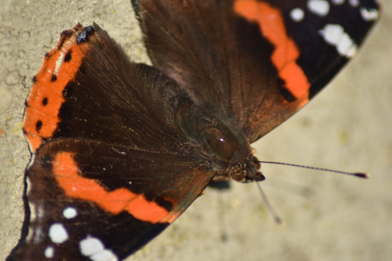Admiral Butterfly
Keywords: Reading Berkshire Nikon Butterfly Animal