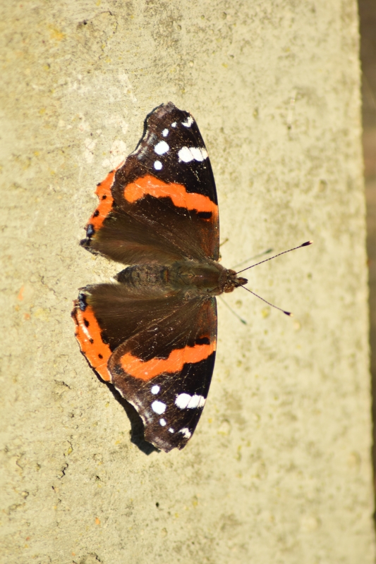 Admiral Butterfly
Keywords: Reading Berkshire Nikon Butterfly Animal