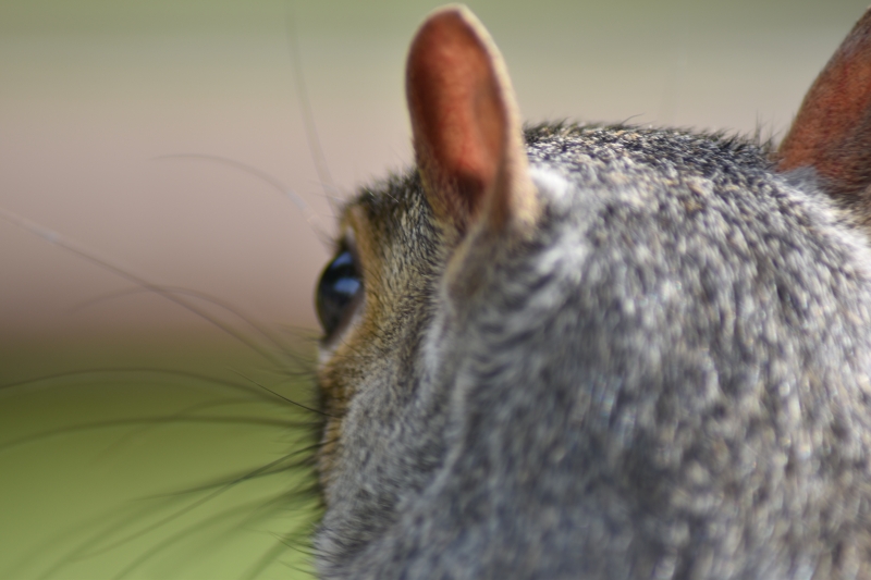 Squirrel 
Keywords: Reading Berkshire Nikon Animal Squirrel