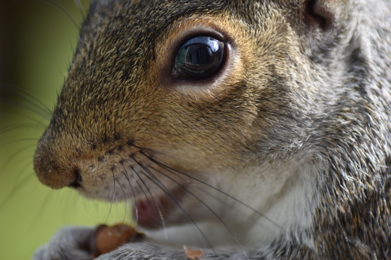 Squirrel 
Keywords: Reading Berkshire Nikon Animal Squirrel
