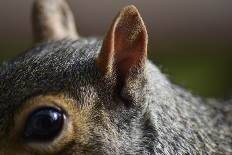 Squirrel 
Keywords: Reading Berkshire Nikon Animal Squirrel