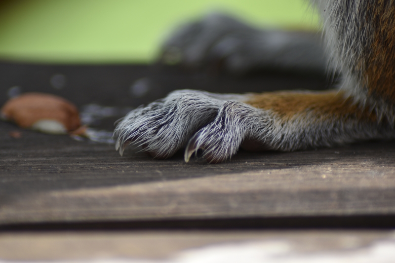 Squirrel 
FEET
Keywords: Reading Berkshire Nikon Animal Squirrel