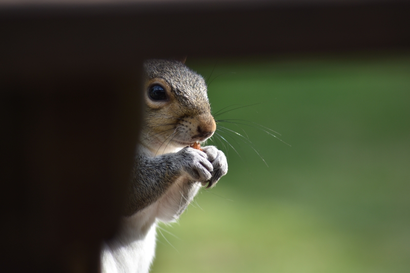 Squirrel 
Keywords: Reading Berkshire Nikon Animal Squirrel