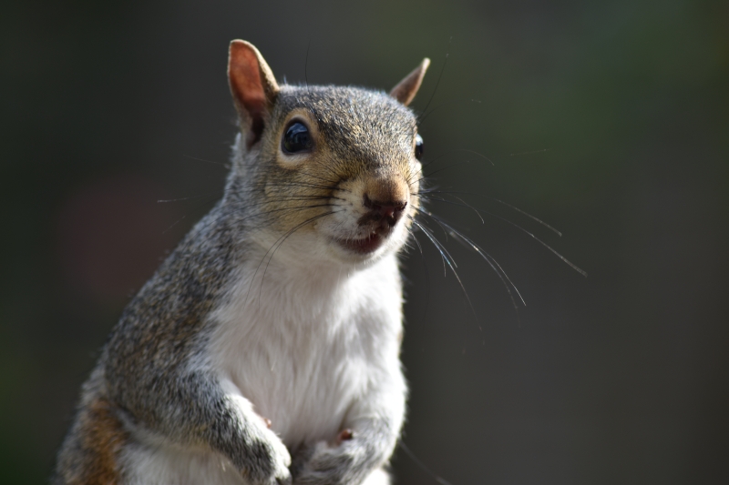 Squirrel 
Keywords: Reading Berkshire Nikon Animal Squirrel