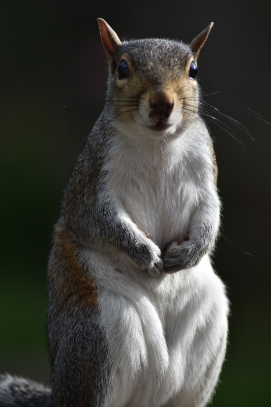 Squirrel 
Keywords: Reading Berkshire Nikon Squirrel Animal