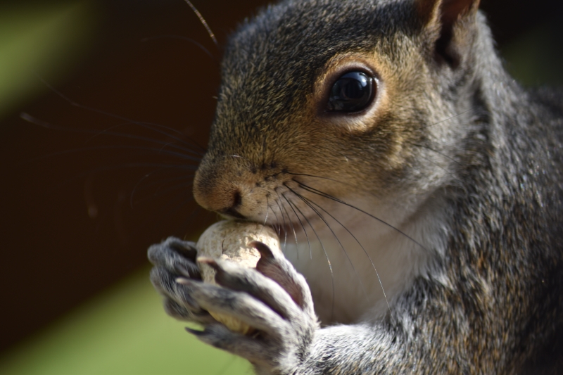 Squirrel 
Keywords: Reading Berkshire Nikon Animal Squirrel