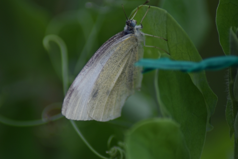 Butterfly
Keywords: Reading Berkshire Nikon Butterfly Animal