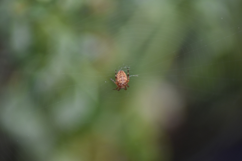 8 legged garden monster
Keywords: Reading Berkshire Nikon Spider Animal