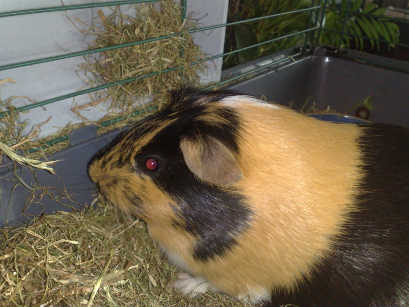 Gizmo
Keywords: Guinea Pig Nokia Animal