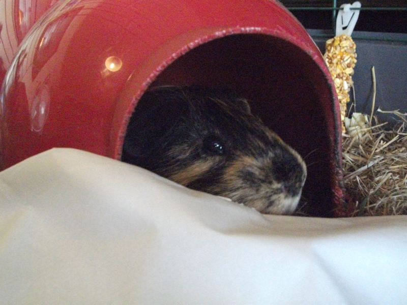 Gizmo
Can I eat this?
Keywords: Guinea Pig Fujifilm Animal