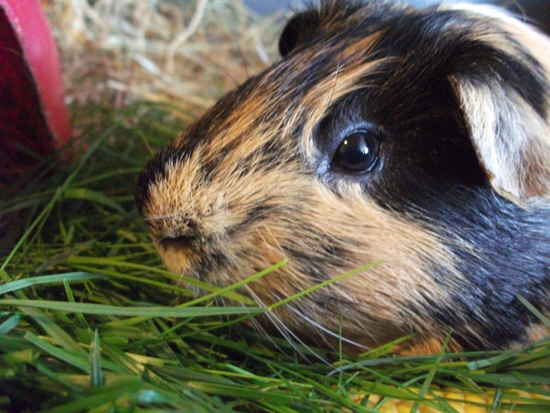 Gizmo
Keywords: Guinea Pig Fujifilm Animal