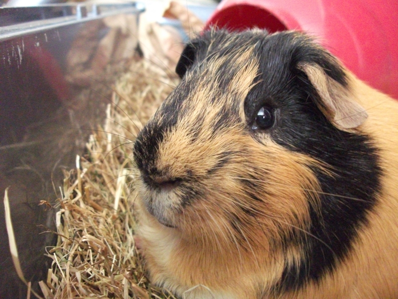 Gizmo
Keywords: Guinea Pig Fujifilm Animal