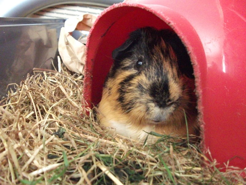 Gizmo
Keywords: Guinea Pig Fujifilm Animal