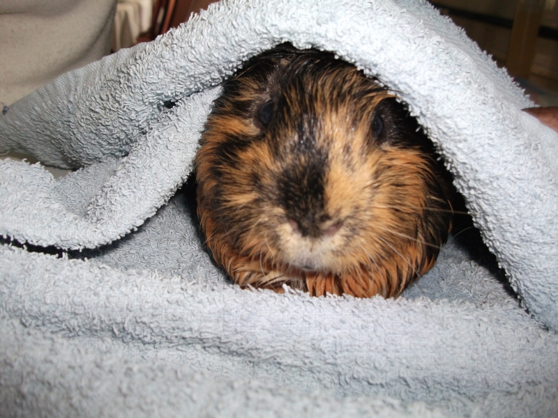 Gizmo
Bath time
Keywords: Guinea Pig Fujifilm Animal