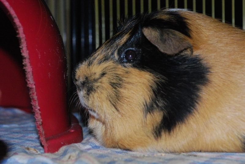 Gizmo
Keywords: Guinea Pig Nikon Animal