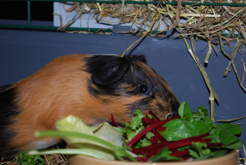 Gizmo
Keywords: Guinea Pig Nikon Animal