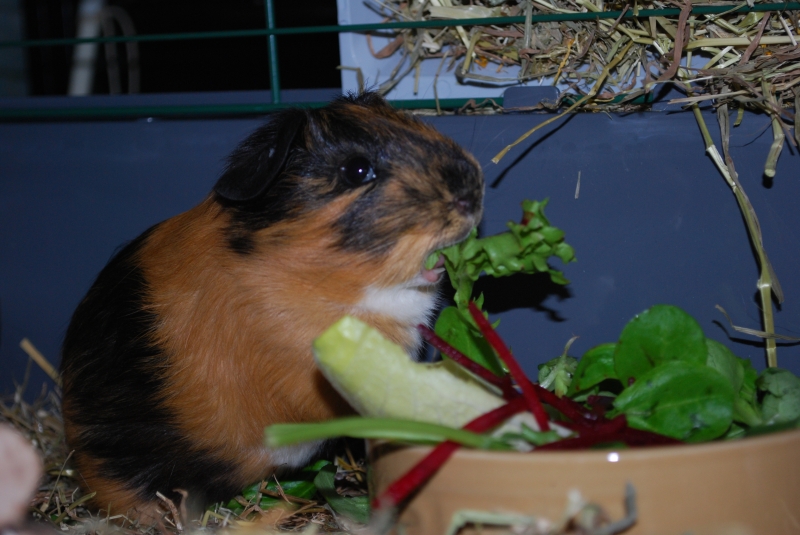 Gizmo
Keywords: Guinea Pig Nikon Animal