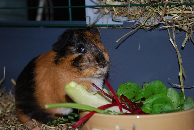 Gizmo
Keywords: Guinea Pig Nikon Animal