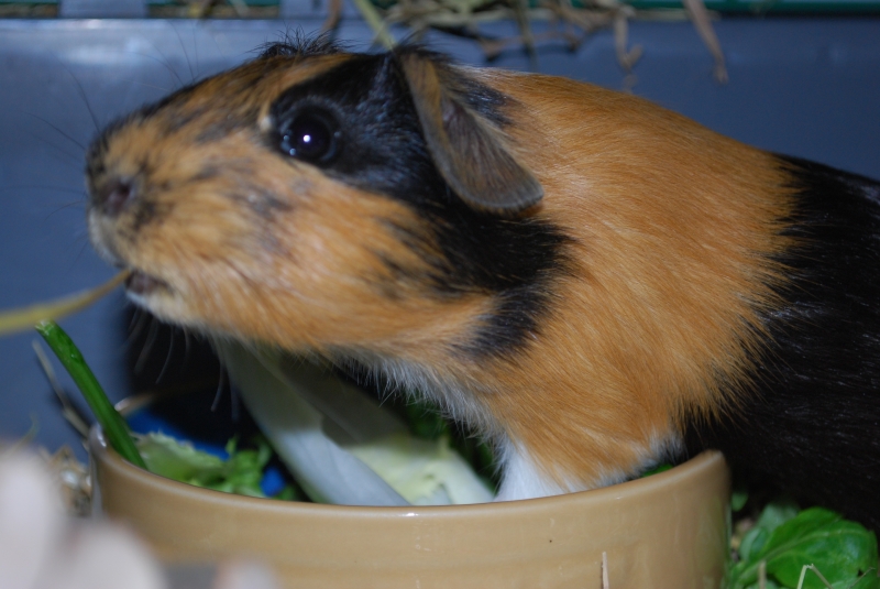 Gizmo
Keywords: Guinea Pig Nikon Animal