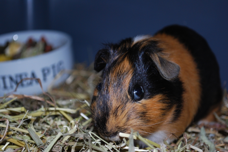 Gizmo
Keywords: Guinea Pig Nikon Animal