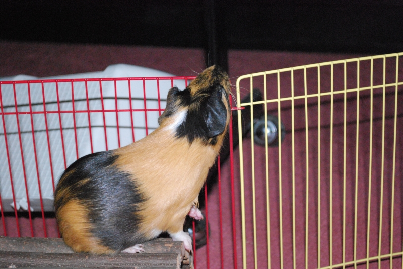 Gizmo
Can I eat this?
Keywords: Guinea Pig Nikon Animal