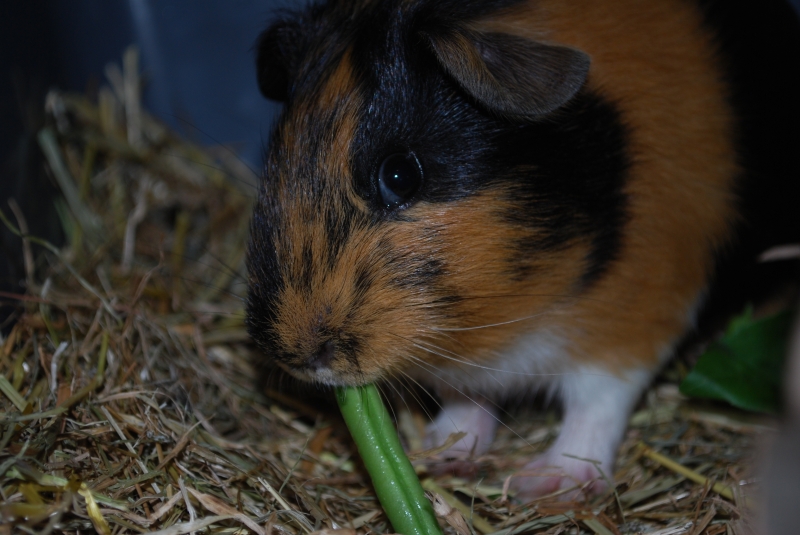 Gizmo
Keywords: Guinea Pig Nikon Animal