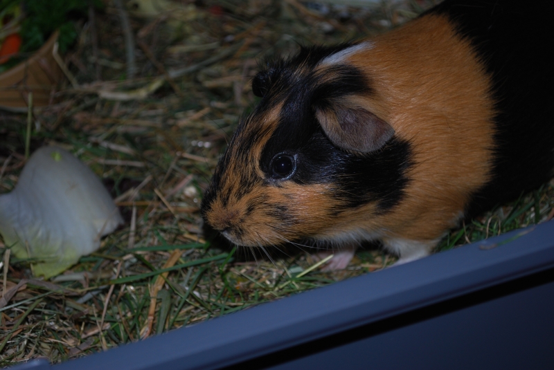 Gizmo
Keywords: Guinea Pig Nikon Animal