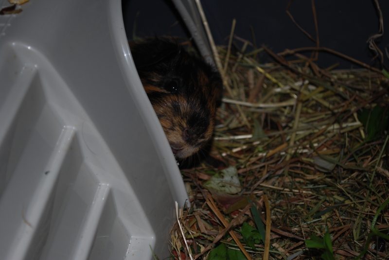 Gizmo
Can I eat this?
Keywords: Guinea Pig Nikon Animal