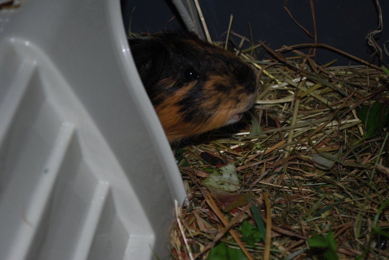 Gizmo
Keywords: Guinea Pig Nikon Animal